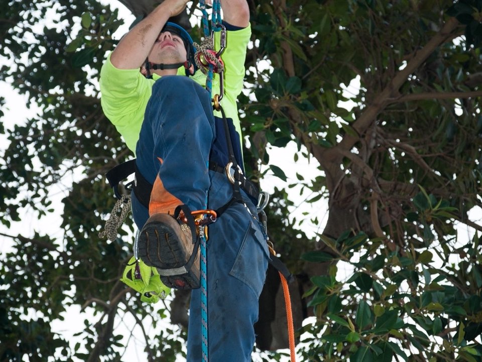 Qualified arborist working in a mature tree during a property survey in Pembrokeshire