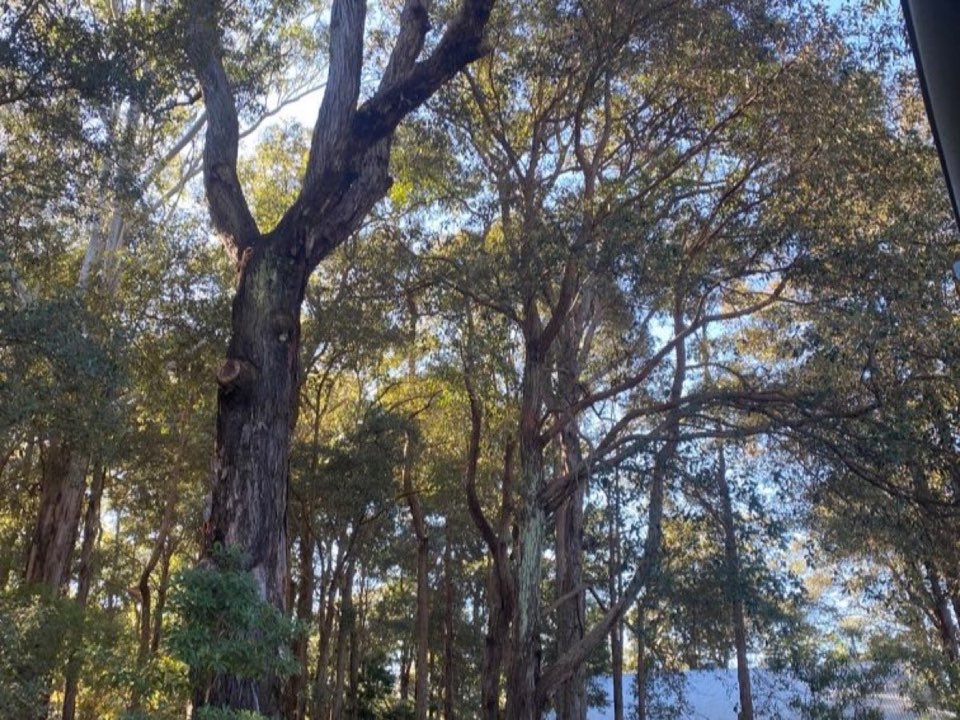 Mature trees in a Pembrokeshire parkland setting due for routine re-inspection